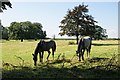 Horses at Asgarby