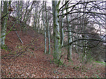 NT9927 : Wooded bank by Stephen Craven