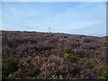 Heather, Hardown Hill