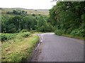 Forest road near Kilblaan