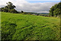 Field at Pentre-Celyn