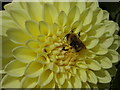 Bee and Dahlia