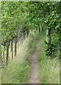 Foot path heading towards Swarland Wood