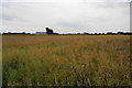 A  field of oilseed rape