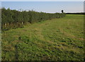 Cattle pasture near Wards Farm