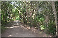 Footpath through Barnfield Sandbeds