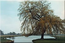 TQ1669 : Willow at head of Leg Of Mutton Pond, Bushy Park by David Leeming