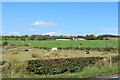 Farmland at Bogwood