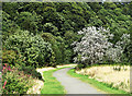 Cycle route NCN76 east of Culross