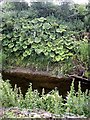 NT8439 : Wild rhubarb on the bank of Leet Water, Coldstream by Stanley Howe
