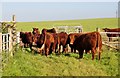 North Devon : Cattle Grazing