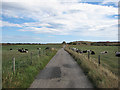 NZ9210 : Lane between the pastures by Pauline E