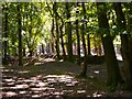 Woodland and wood-bank, near Windyeats Farm