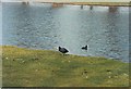 Coots (Fulica atra) on the Long Water, Hampton Court Park