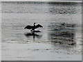 SK5238 : Cormorant drying its wings, Wollaton Park by David Hawgood