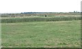 TG5008 : Cattle pasture, north bank of Breydon Water by Christine Johnstone