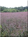 Reed bed, Loch of Rae