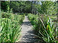 Boardwalk in Upper Garden