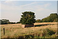 Tree house! In a field next to the Mar Dike