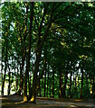 Oak trees in woodland on Silchester Common, Hampshire