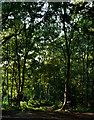 Birch trees in woodland on Silchester Common, Hampshire