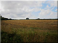 NU2419 : Arable field west of Dunstan by Graham Robson