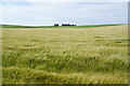 Barley fields above Quoybow