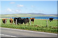 Cattle at Cairston