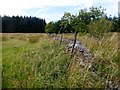 View Along Wall Towards Forest