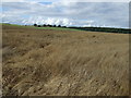 Crop field off Common Lane