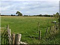 Roadside pasture near Upper Locharwoods Farm