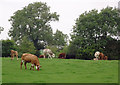 SP6792 : Cattle south-west of Smeeton Westerby, Leicestershire by Roger  D Kidd