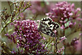 Marbled White (Melanargia galathea), Sandwich Bay Bird Observatory