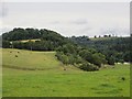 Pasture, Newtyle