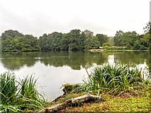 SK9339 : Belton Gardens, The Boathouse Pond by David Dixon