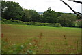 Young wheat by the A265