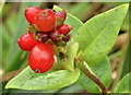 J3370 : Honeysuckle berries, Belfast by Albert Bridge