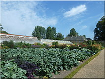 ST3505 : Forde Abbey Kitchen Garden - too cabbagey for me! by Basher Eyre
