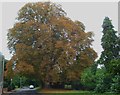 Autumnal magnificence on Freemans Lane