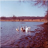 TQ1972 : Swans in Pen Pond (Upper), Richmond Park by David Leeming