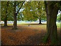 Play area and autumn trees in Barra Hall Park
