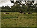 Cows Grazing near Harlaxton Church