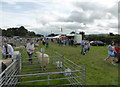 Sheep and crowds at Meirionnydd Show