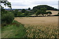 Ripening wheat near Thimbleby Grange