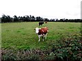 Cows in a field, Teebane