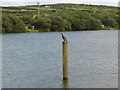 Two fishers - a cormorant and a man