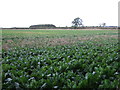 Crop field off Mill Lane