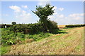 Hedges and stubble fields by bend in minor road