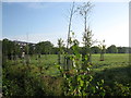 Young trees in the grounds of South Bristol Sports Centre