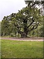 SK6267 : Sherwood Forest, The Queen Oak (Major Oak) by David Dixon